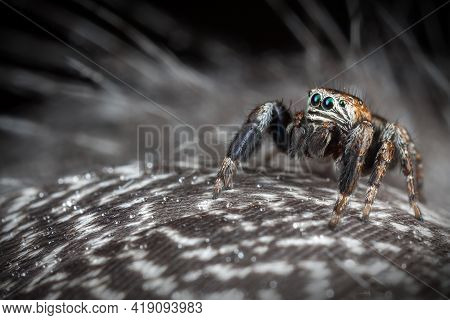 Jumping Spider On The Gray Variegated Feathers With Water Drops