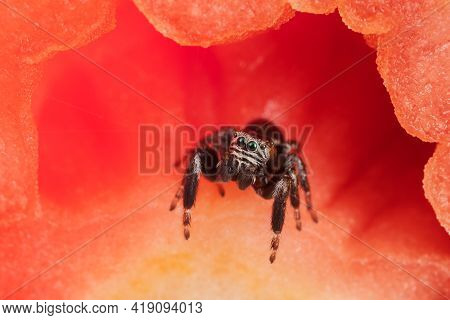 Jumping Spider Inside The Tomato, Resembling A Beautiful Red Scene