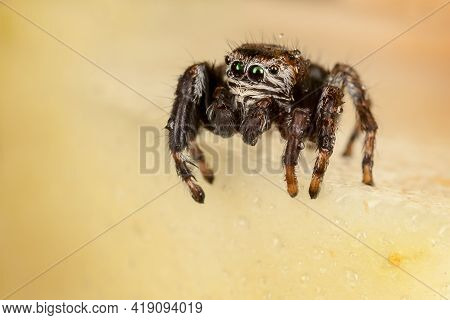Jumping Spider On A Yellow Chopped Apple With Water Drops