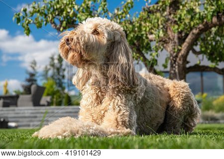 Obedient Goldendoodle Dog Relaxing In Residential Backyard Garden.