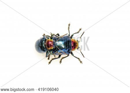 Image Of Blue Milkweed Beetle It Has Blue Wings And A Red Head Couple Make Love On White Background.