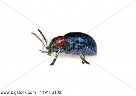 Image Of Blue Milkweed Beetle It Has Blue Wings And A Red Head Isolated On White Background. Insect.