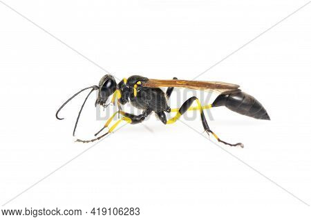 Image Of Mud Dauber Wasp(sphecidae) Isolated On White Background. Insect. Animal.