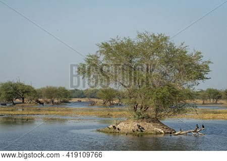 Beautiful Scenic Landscape Or Small Island With Full Of Wildlife At Wetland Of Keoladeo National Par