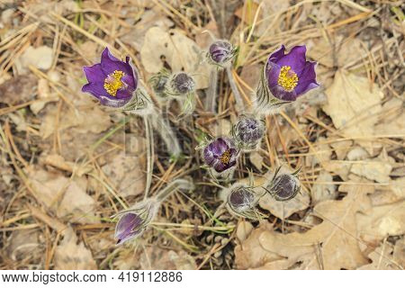 First Spring Flowers Of Dream Herb In The Forest. View From Above