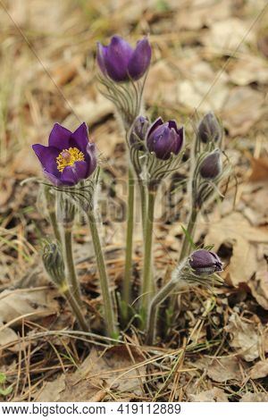 First Spring Flowers Dream Herb In The Forest