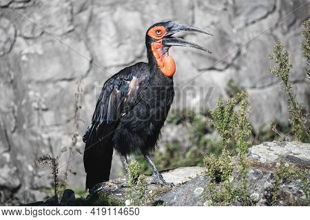 Female Southern Ground Hornbill With Open Bill. Large African Bird With Glossy Black Plumage And Viv