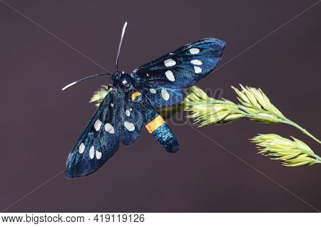 Nine-spotted Moth On The Ear Of Grass. Yellow Belted Burnet Black Butterfly With Dark Background.