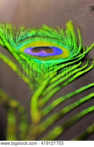 Detail Of Peacock Feather, Beautiful Feather Of A Bird
