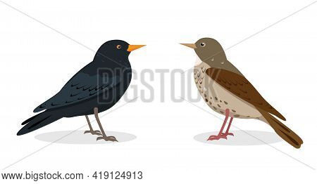 Black And Spotted Thrush Birds Isolated On White Background.