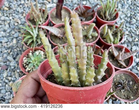 Young Stapelia Succulent Plant Potted In A Small Pot Display For Sale Closeup
