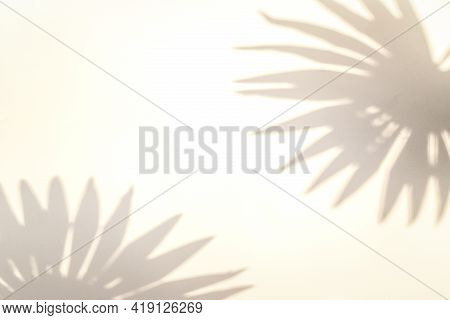 Shadow Summer Background. Plant Leaf Shadows On White Wall In Abstract Tropical Sunlight Texture. Fl