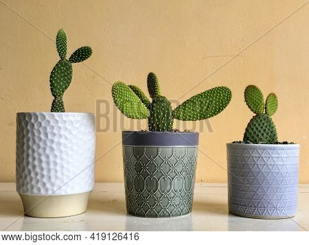 Bunny Ears Cactus Three Different Variety Close Up