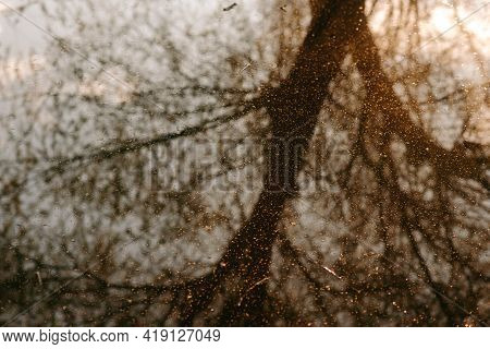 The Reflection Of The Tree In The Water