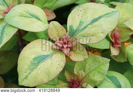 Vriegated Green Leaves On A Loosestrifes Plant