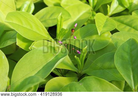 Tiny Pink Buds On A Limon Plant Between Green Leaves