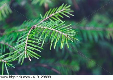 Background With Beautiful Green Spruce Tree Brunch Close Up.