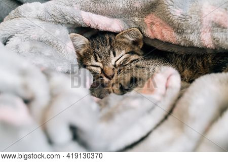 Sleeping Kitten In Grey Soft Blanket. Cute Feline Friend. Catnap Habits And Sleep Training. Cozy Hom
