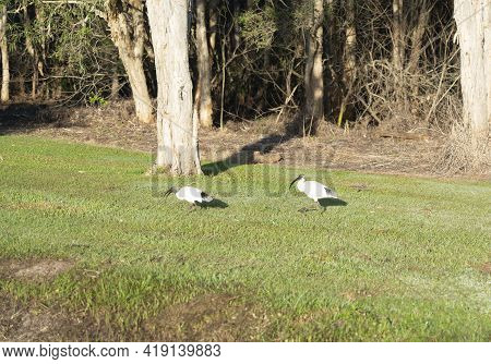 White Ibis Forsaking About For Food Near A Drain In Early Morning Light Near Stand Of Trees In Queen