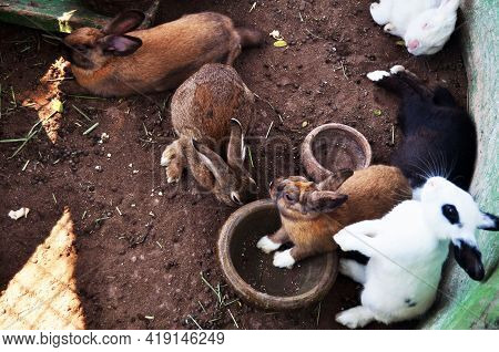 Bunny Or Rabbit In Cages Of Zoo And Aquarium Bueng Chawak Chalermphrakiat For Thai People And Foreig