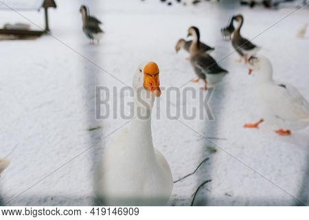 White Goose In Snowy Landscape. A Goose Survived Christmas In Germany, Traditional Christmas Meal.