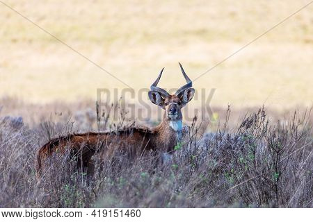 Endemic Mountain Nyala In Ale Mountains Ethiopia
