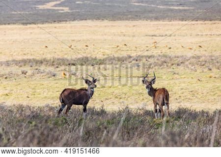 Endemic Mountain Nyala In Ale Mountains Ethiopia