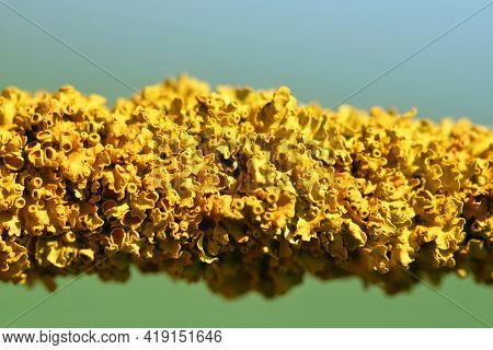 Common orange lichen Xanthoria parietina on the branch of tree close up.