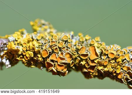 Common orange lichen Xanthoria parietina on the branch of tree close up.