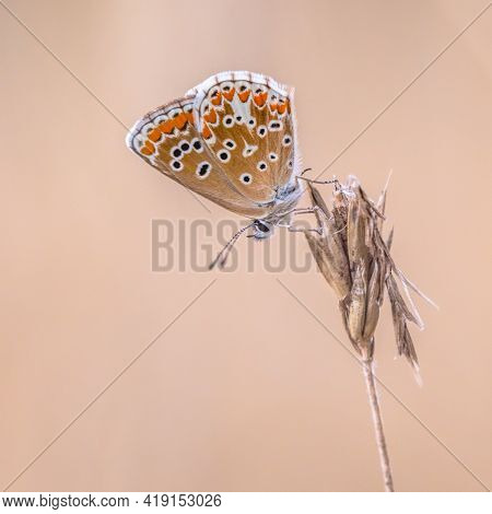 Brown Argus (aricia Agestis) Butterfly Perched On Plant Against Light Background