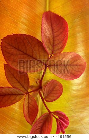 Herbst, Herbst Blätter dekorative noch am Studio weißen Hintergrund