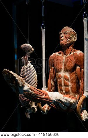 Moscow, Russia - April 16, 2021: Plastinated Human Body From The Exhibition Body Worlds