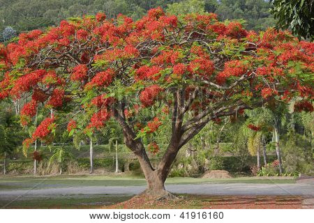Poinciana strom