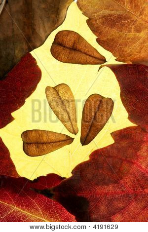 Herbstszenen in Frame Komposition, Golden transparent