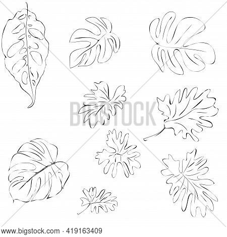Vector Set Of Contour Drawings Of Exotic Tropical Leaves