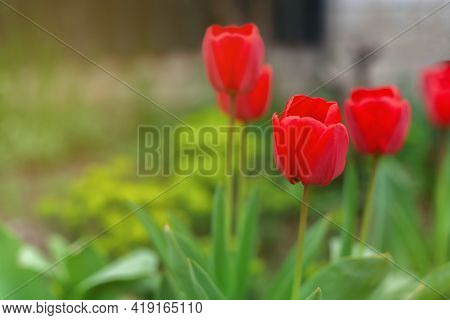 Scarlet Tulips In The Morning Rays Of The Sun. Tulps Close-up.