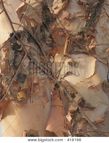 Tree Bark