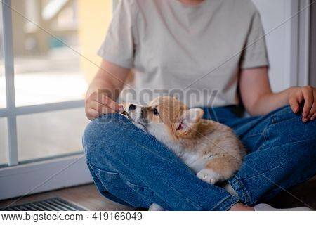 Young Female Holding Cute Little Pembroke Welsh Corgi Puppy. Taking Care And Adopting Pets Concept. 