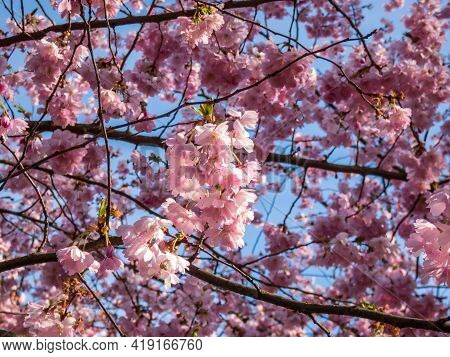 Close Up Of Dreamy Pink Cherry Blossoms - Japan Pink Sakura Flowers Flowering And Burst In Bloom. De