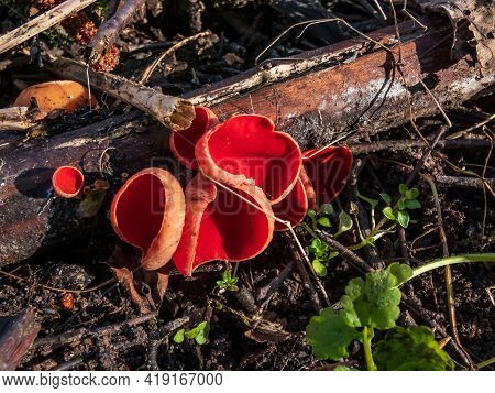 Cup-shaped Fungus Scarlet Elfcup (sarcoscypha Austriaca) Fruit Bodies Growing On Fallen Pieces Of De