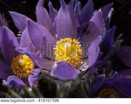 Macro Shot Of Golden Yellow Stamens Inside Of Purple Flowers Of Eastern Pasqueflower (pulsatilla Pat