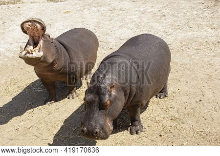 Two Common Hippopotamus Hippopotamus Amphibius With Open Jaws And Powerful Teeth