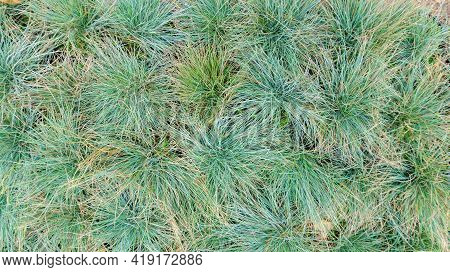 Green Background From Bushes Of Gray Fescue Close-up With Copy Space. Floral Backdrop From Cereal Pl