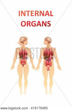 Model Of Internal Organs On The Silhouette Of The Human Body Concept Banner On A White Background Ve