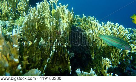 Net Fire Coral (millepora Dichotoma) Undersea, Red Sea, Egypt, Sharm El Sheikh, Nabq Bay