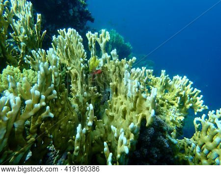 Net Fire Coral (millepora Dichotoma) Undersea, Red Sea, Egypt, Sharm El Sheikh, Nabq Bay