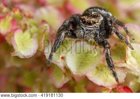 Jumping Spider Surrounded By The Nice Light Green And Red Plant Foliage