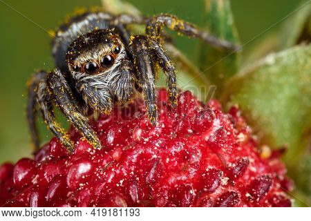 Jumping Spider On The Ruby Red Garden Strawberry With Yellow Seeds Background
