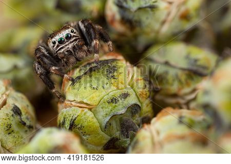 Jumping Spider And Thuja Buds Very Similar To Cabbage