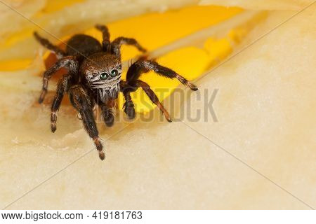 Jumping Spider On A Yellow Chopped Apple Centre